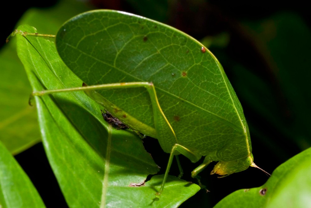Leaf-mimicking Katydid