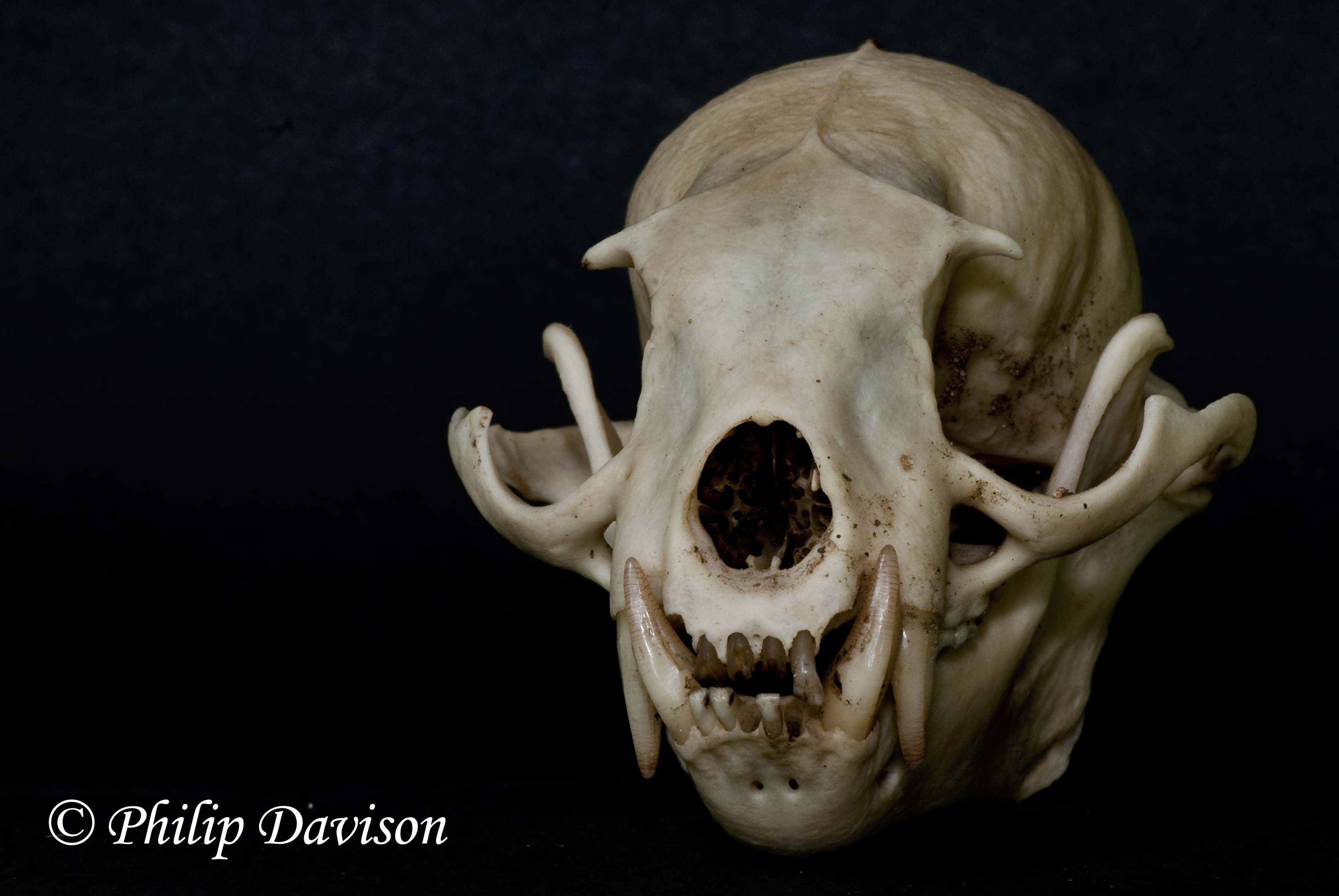The reptilian skull ridge