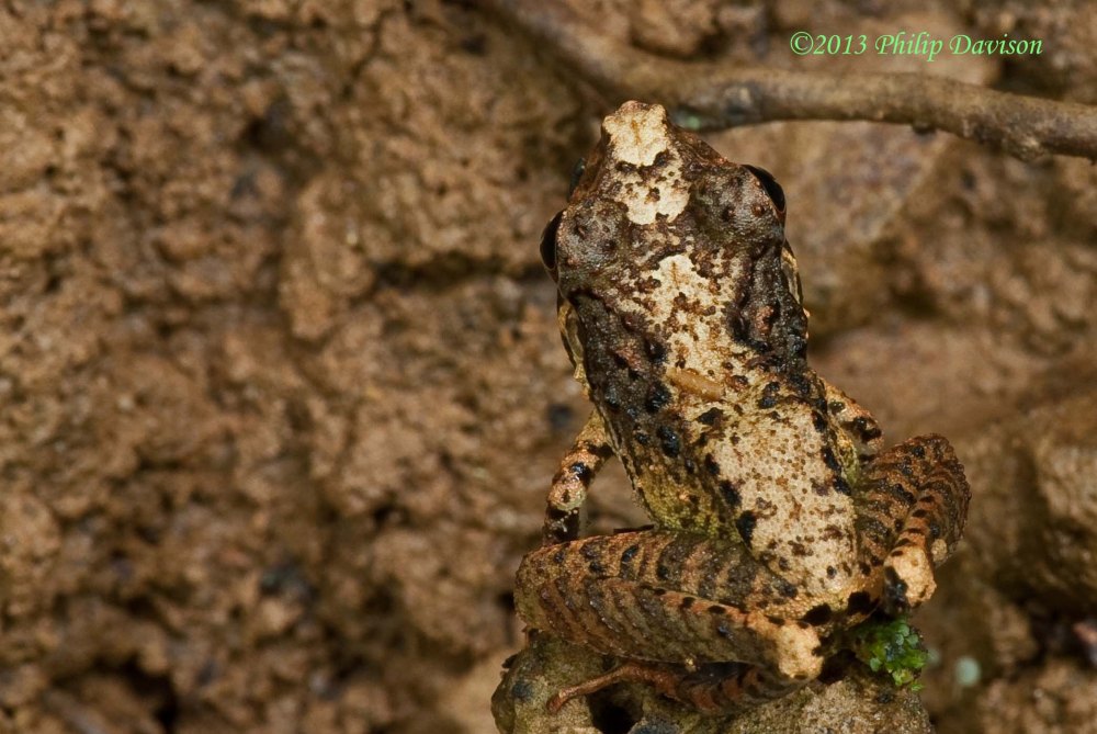 Rough-skinned Dirt Frog