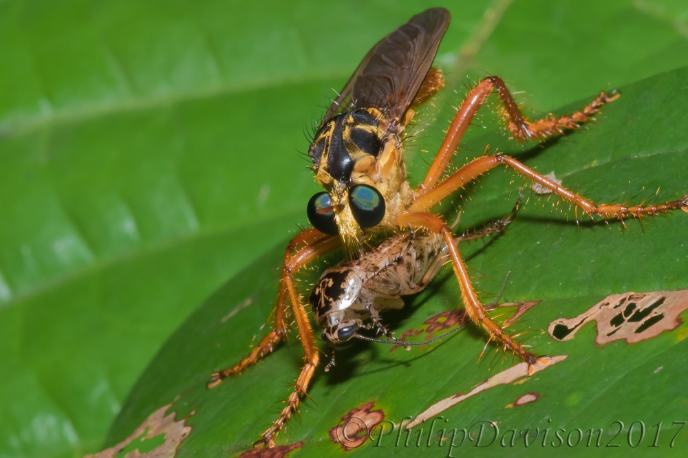 Asilidae: Robber fly on the Osa Peninsula, Costa Rica.