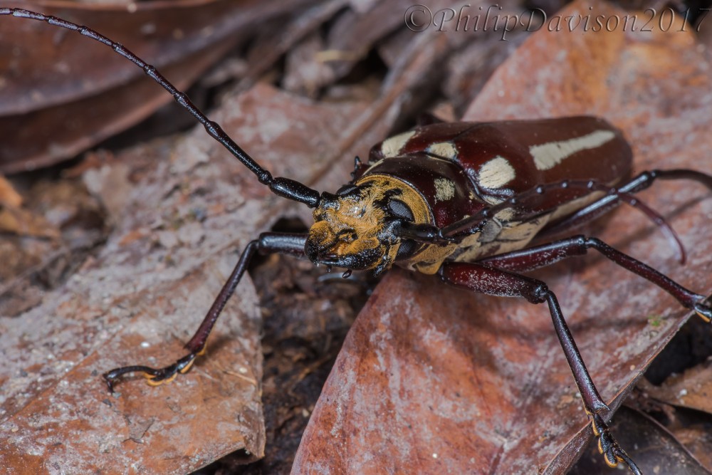 Giant Brown Callipogon. Long-horned Beetle. Philip Davison