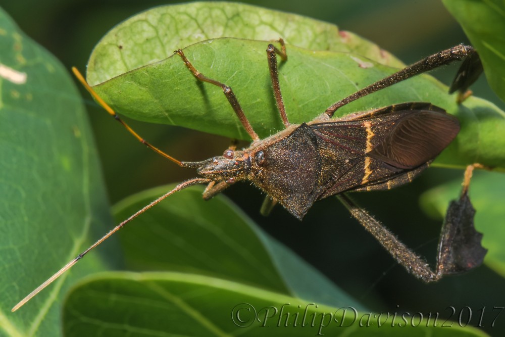 Hemiptera. Heteroptera. Coreidae. Osa Peninsula. Costa Rica.