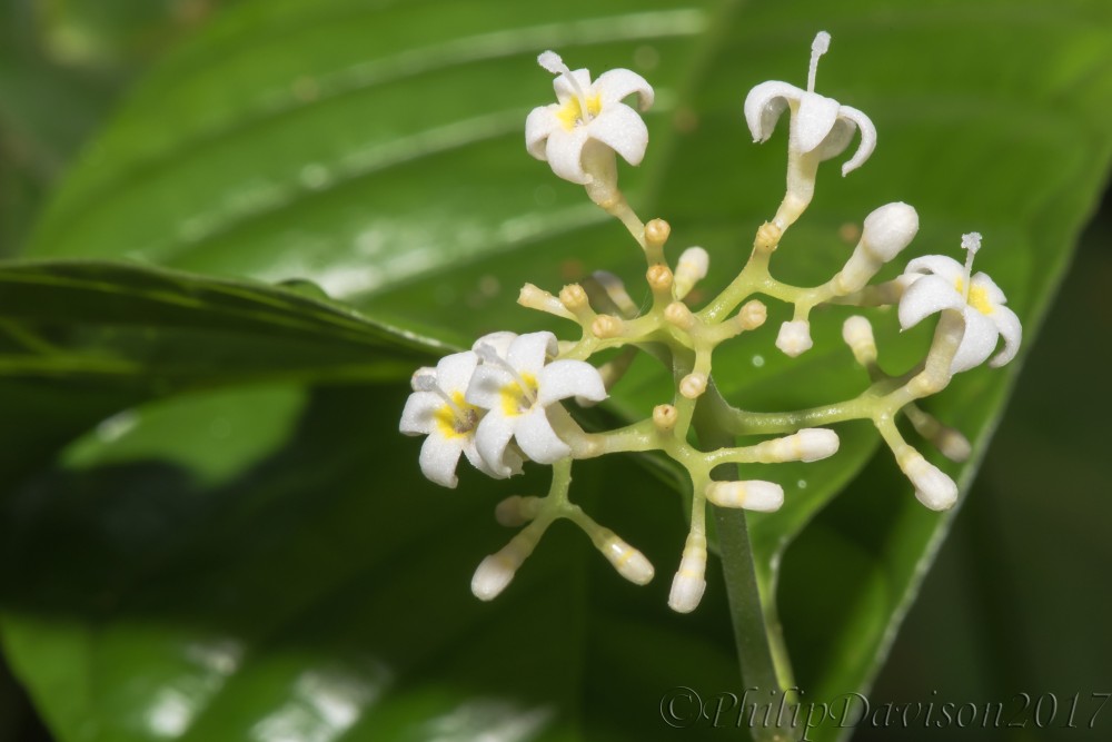 Cafecito, (Psychotria capitata), Osa Peninsula, Costa Rica.
