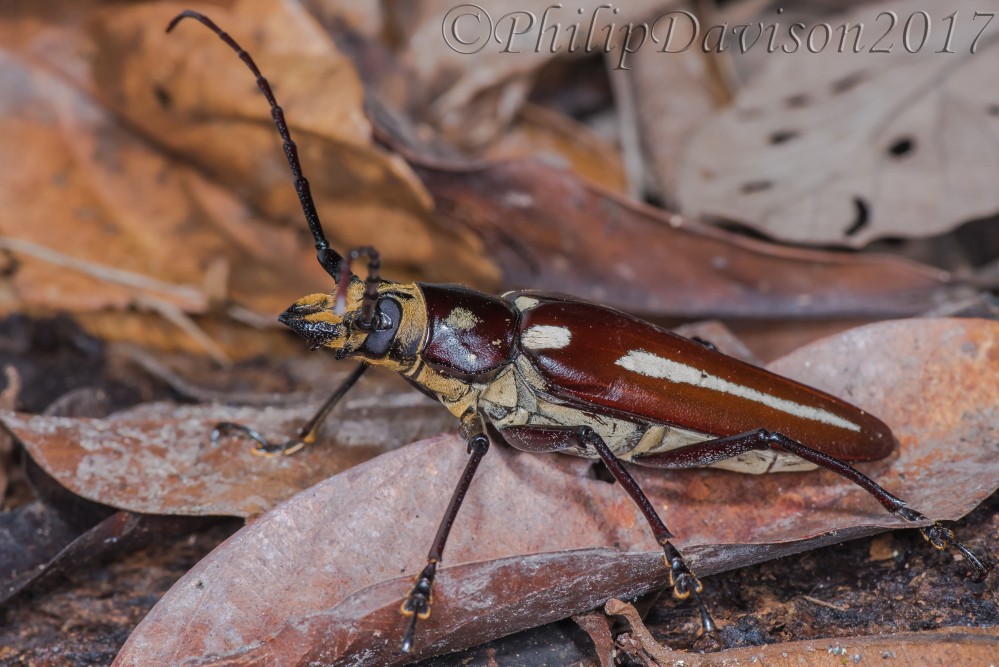 Coleoptyera, Cerambycidae, Prioninae, Callipogon lemoinei. Osa Peninsula. Costa Rica.