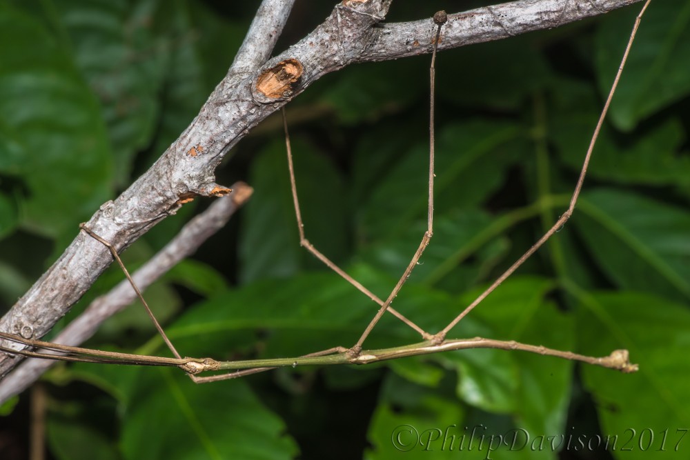 Phamatodea: Walking stick in Costa Rican Rainforest