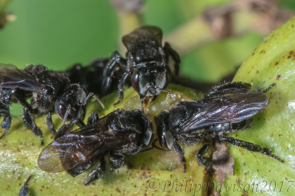 Hymenoptera. Apidae. Trigona sp. Osa Peninsula. Costa Rica.