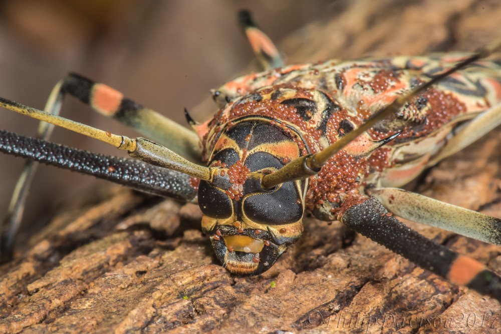 Coleoptera. Cerambycidae. Acrocinus longimanus. Osa Peninsula. Costa Rica.
