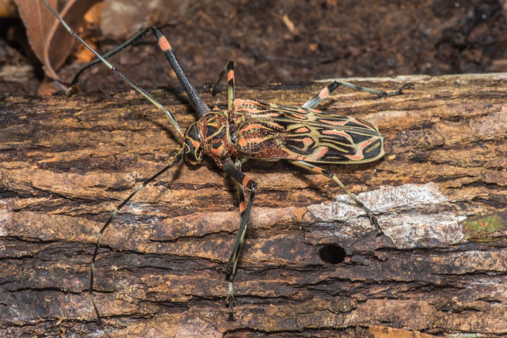 Coleoptera. Cerambycidae. Acrocinus longimanus. Osa Peninsula. Costa Rica.