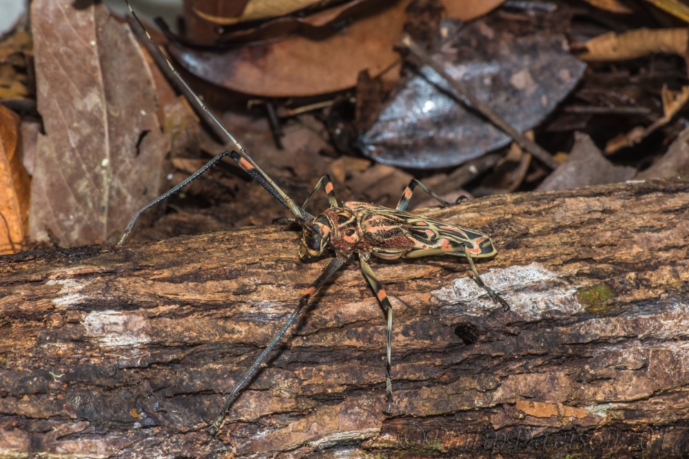 Harlequin Beetle. Felipe del Bosque. Osa Peninsula. Costa Rica.