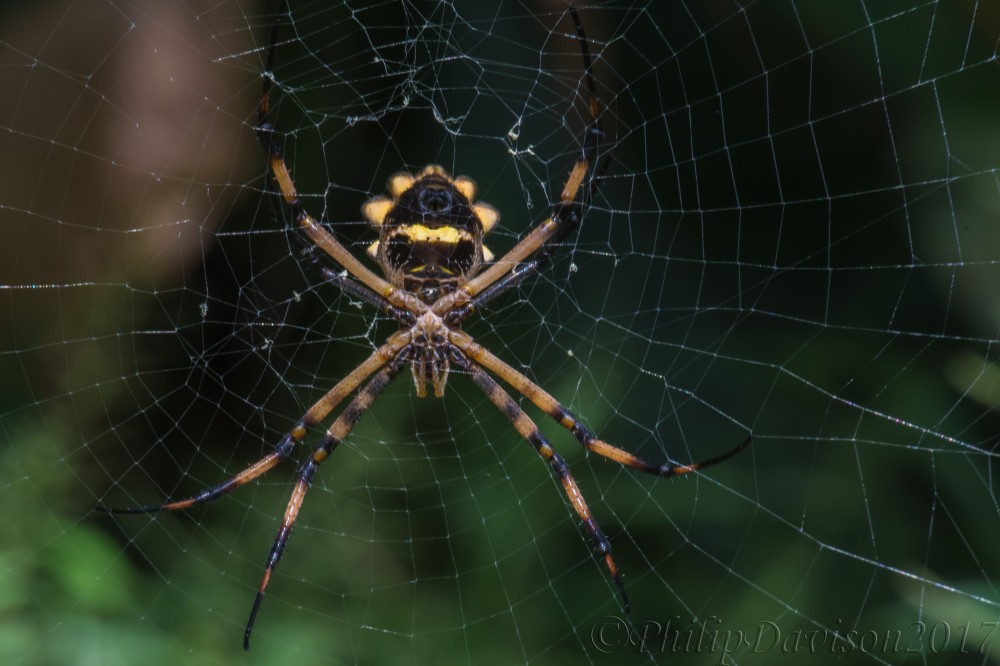Rainforest Silver-orb Spider. Rainforest animals. Argiope argentata Costa Rica. Spider web. Spider silk.