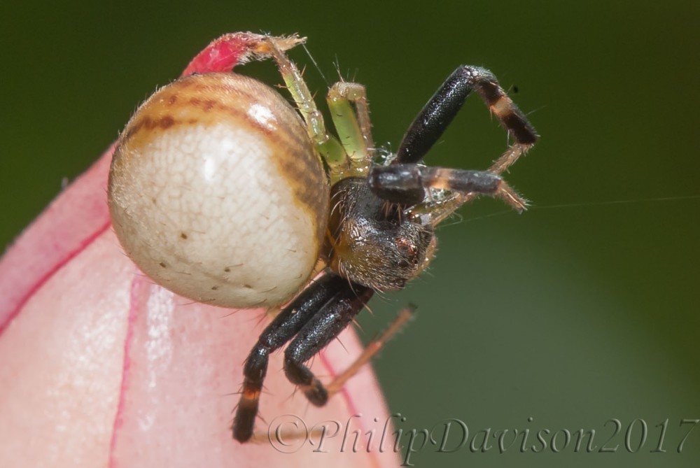 Rainforest Crab spider. Thomisidae Costa Rica. Rainforest animals. Rainforest Spiders.