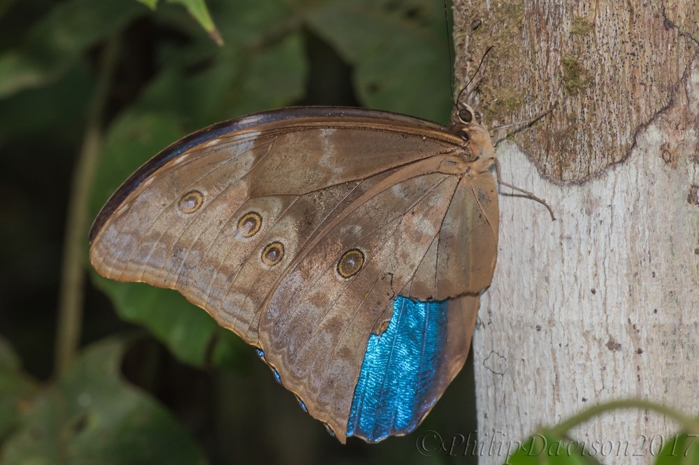 Lepidoptera. Nymphalidae. Morphinae. Morpho menelaus. Osa Peninsula. Costa Rica.