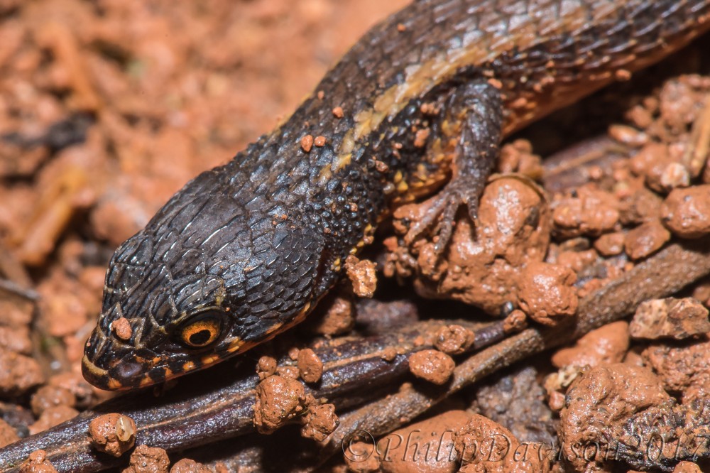 Northern Spectacled Lizard. Osa Peninsula. Costa Rica. Philip Davison.