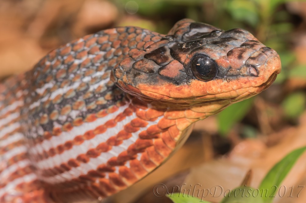 Tropical Bird-eating Snake. Philip Davison. Felipe del Bosque.