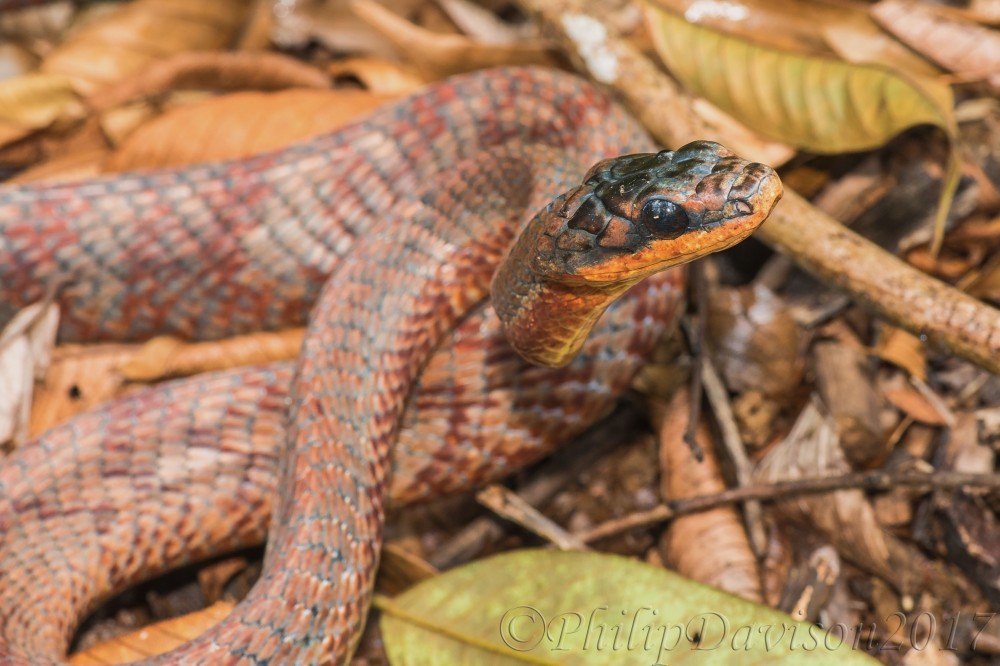 Reptilia. Squamata. Serpentes. Colubrinae. Pseustes poecilonotus. Osa Peninsula. Costa Rica.