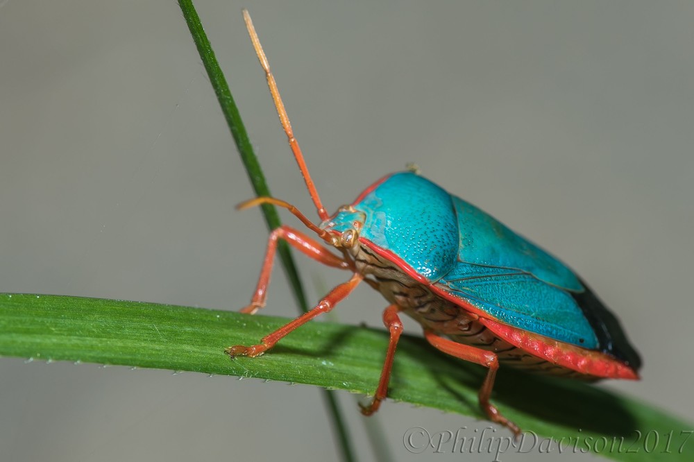 Rainforest insects. Costa Rican Stink Bugs. Hemipera. Pentatomidae.