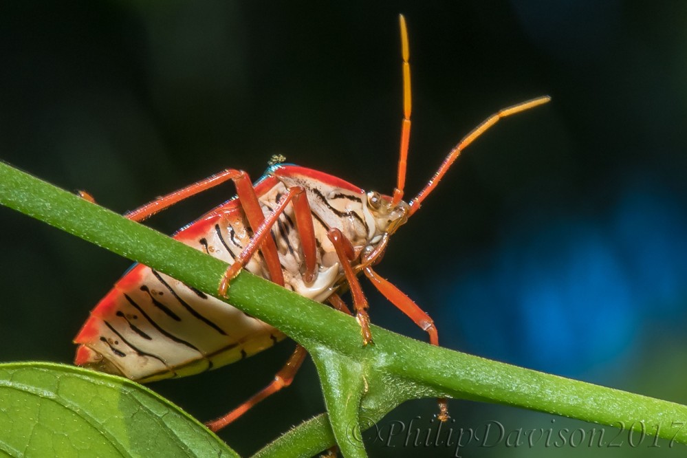 Rainforest Bugs. Costa Rican Insects. Hemipera. Pentatomidae. Edessa rufomarginata