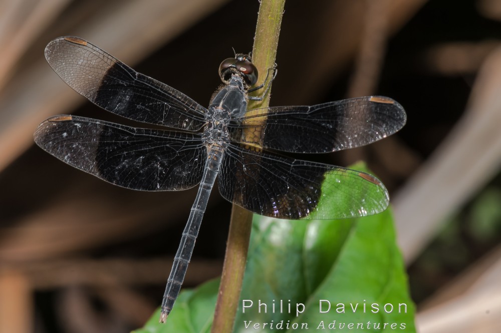 Rainforest insects. Dragonflies. Odonata. Anisoptera. Libellulidae. Erythrodiplax funeralis.