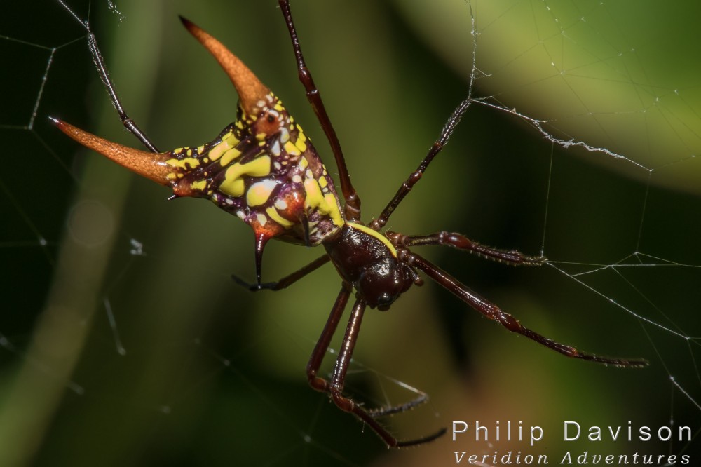 Spiny-bodied Spider. Araneidae. Araneae. Micrathena sp. Rainforest Spiders