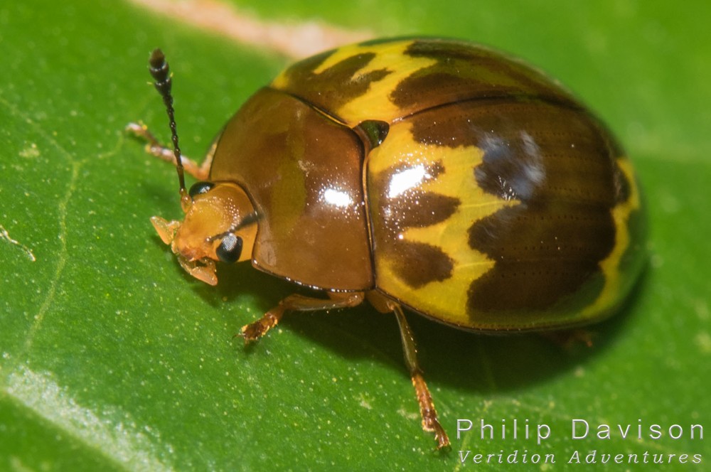 Rainforest animals. Rainforest Insects. Beetles. Coleoptera. Chrysomelidae.