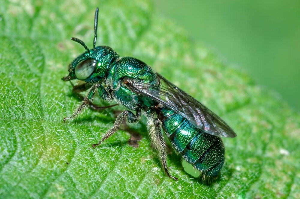 Bright metallic green Sweat Bee, (Augochloropsis sp)