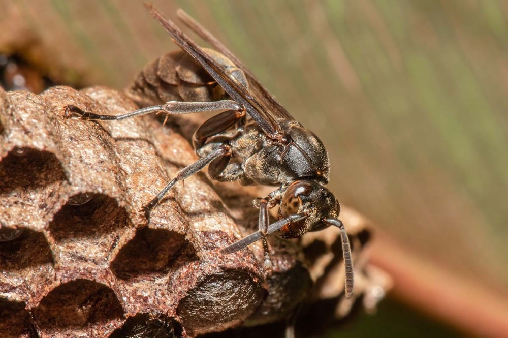 Queen Paper Wasp, (Polistinae sp), on nest