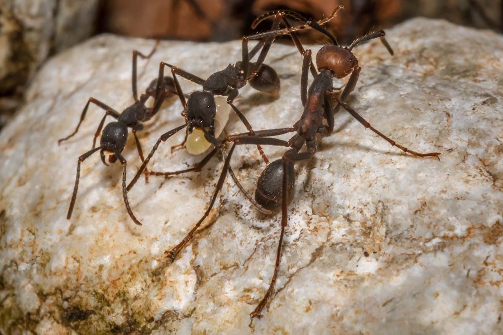 Army Ants, Echiton burchellii), carrying larva taken in a raid