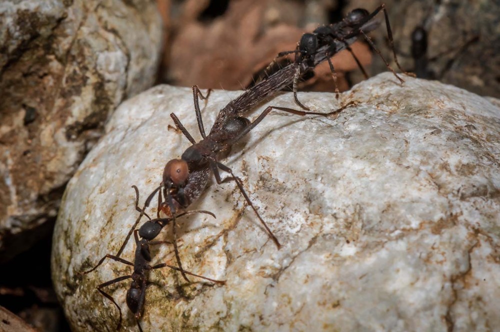 Army Ants, (Eciton burchellii), carrying dismembered spider leg