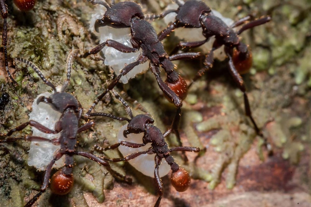 Army Ants, (Nomamyrmex sp), taking larvae from a Leaf-cutter Ant nest.
