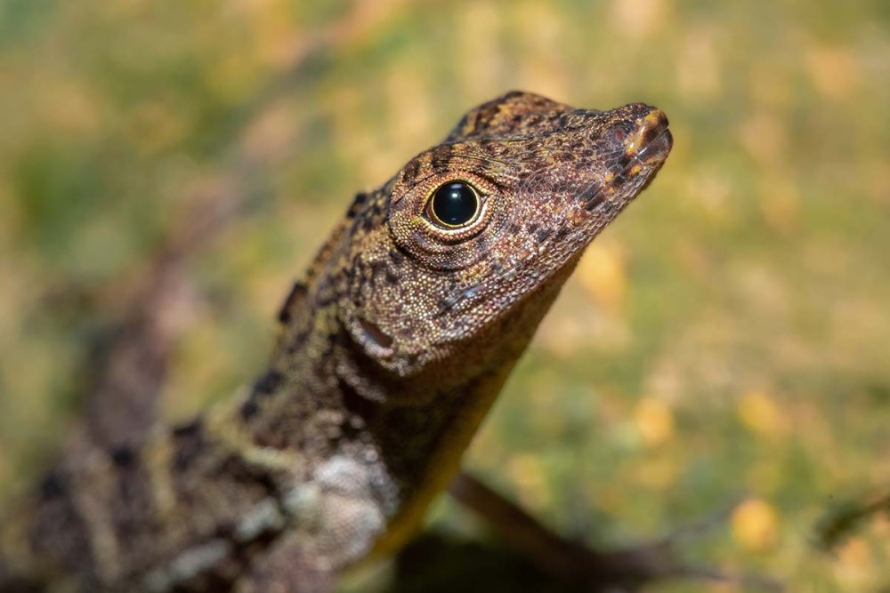 Close up head of Golfo Dulce Anolis Lizard, (Anolis osae)