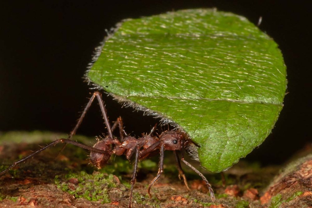 Leaf-cutter Ant, media caste carrying leaf fragment