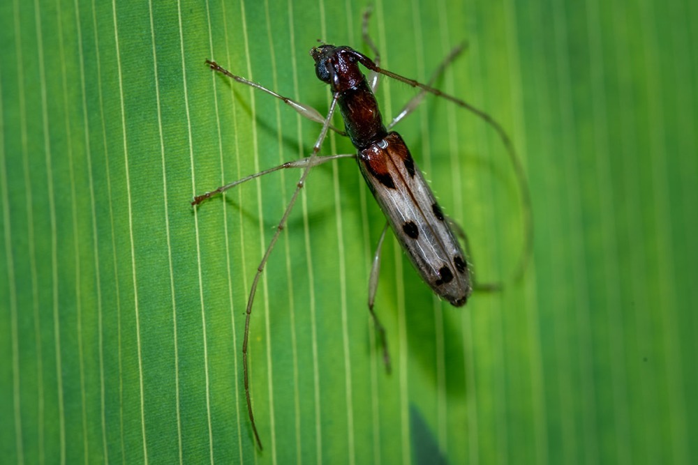 Long-horned Beetle on leaf