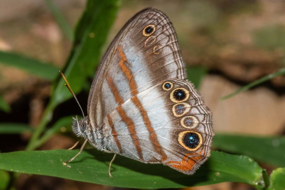 Two-band Satyr Butterfly sitting on leaf