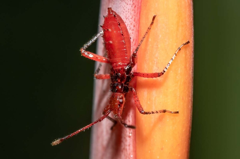 Bright Red nymph of Flag-legged Bug sp