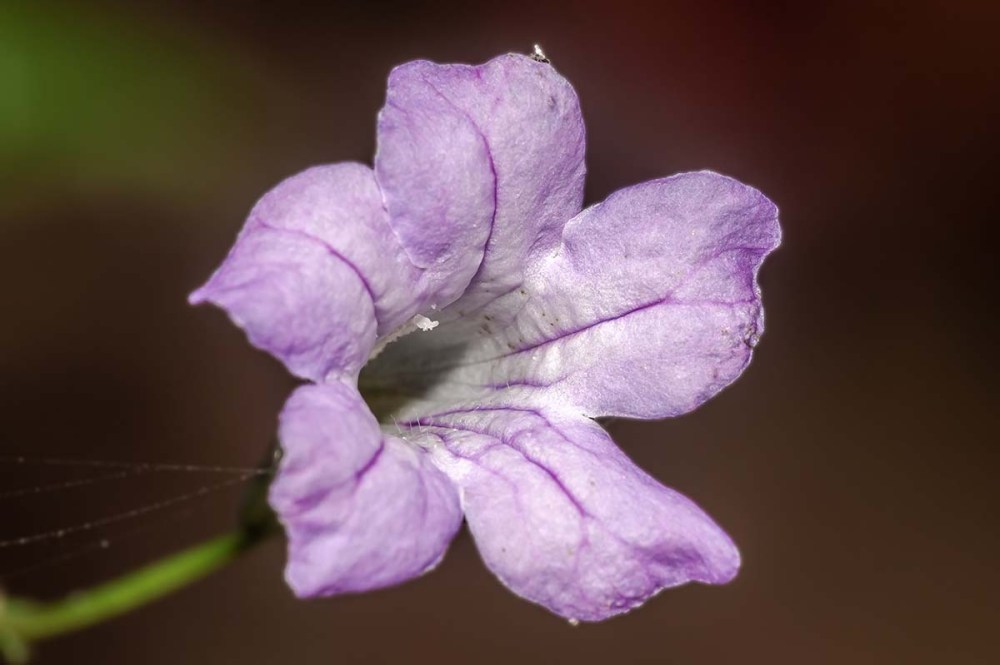 Flower of Monopyle sp