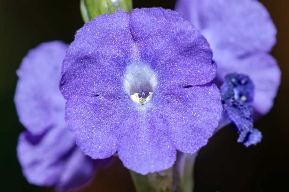 Portaweed, (Stachytarpheta frantzii). Flower