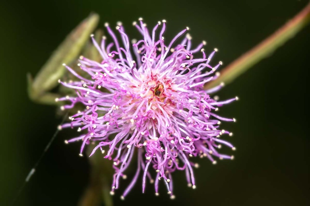 Flower of Sensitive Plant, (Mimosa pudica)